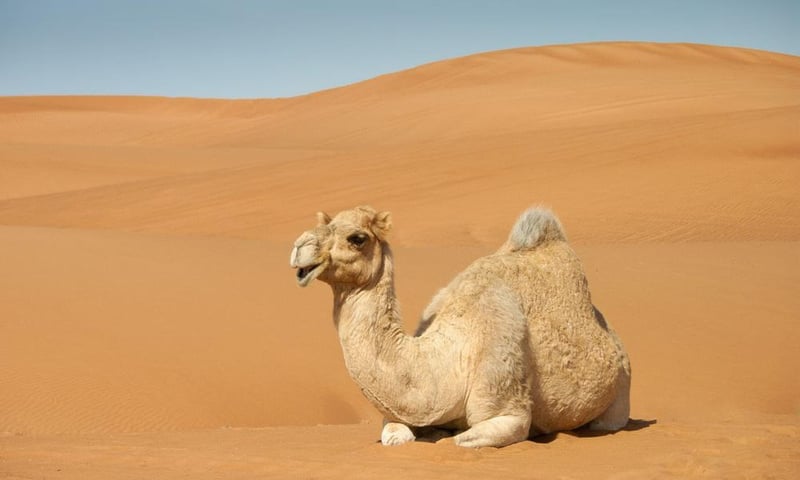 Sahara Desert