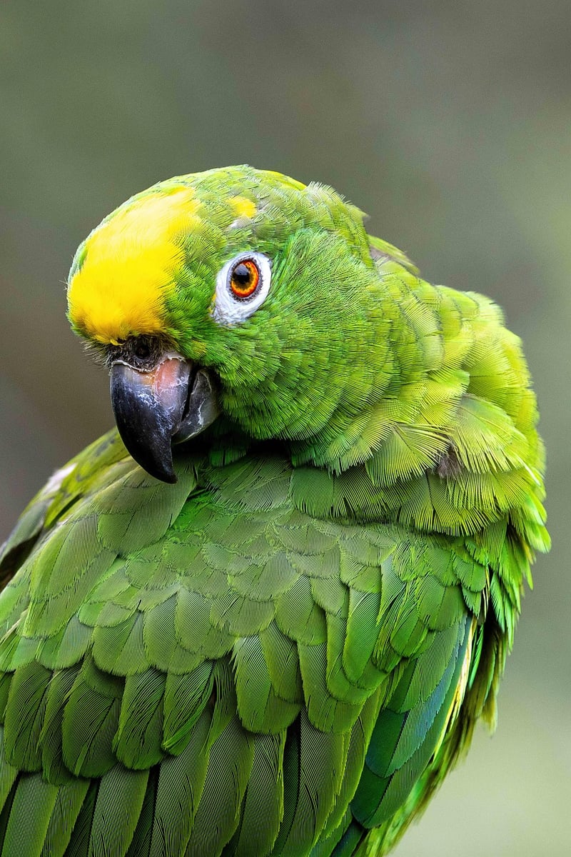 Iquitos, Peru